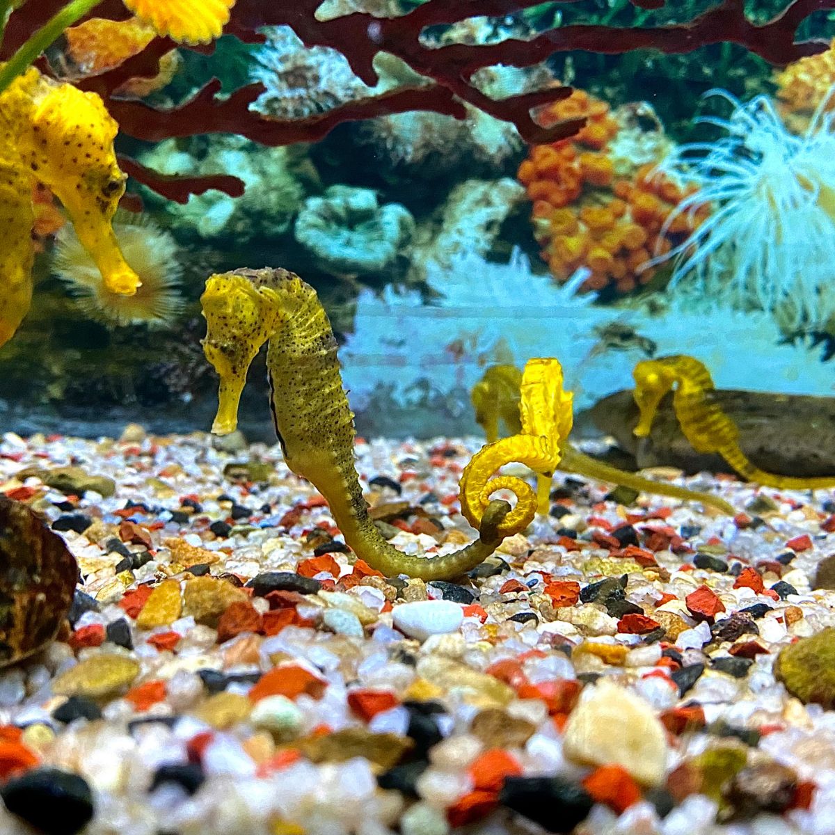 Navigating Emotions with Grace: The Symbolism of Seahorses and Water