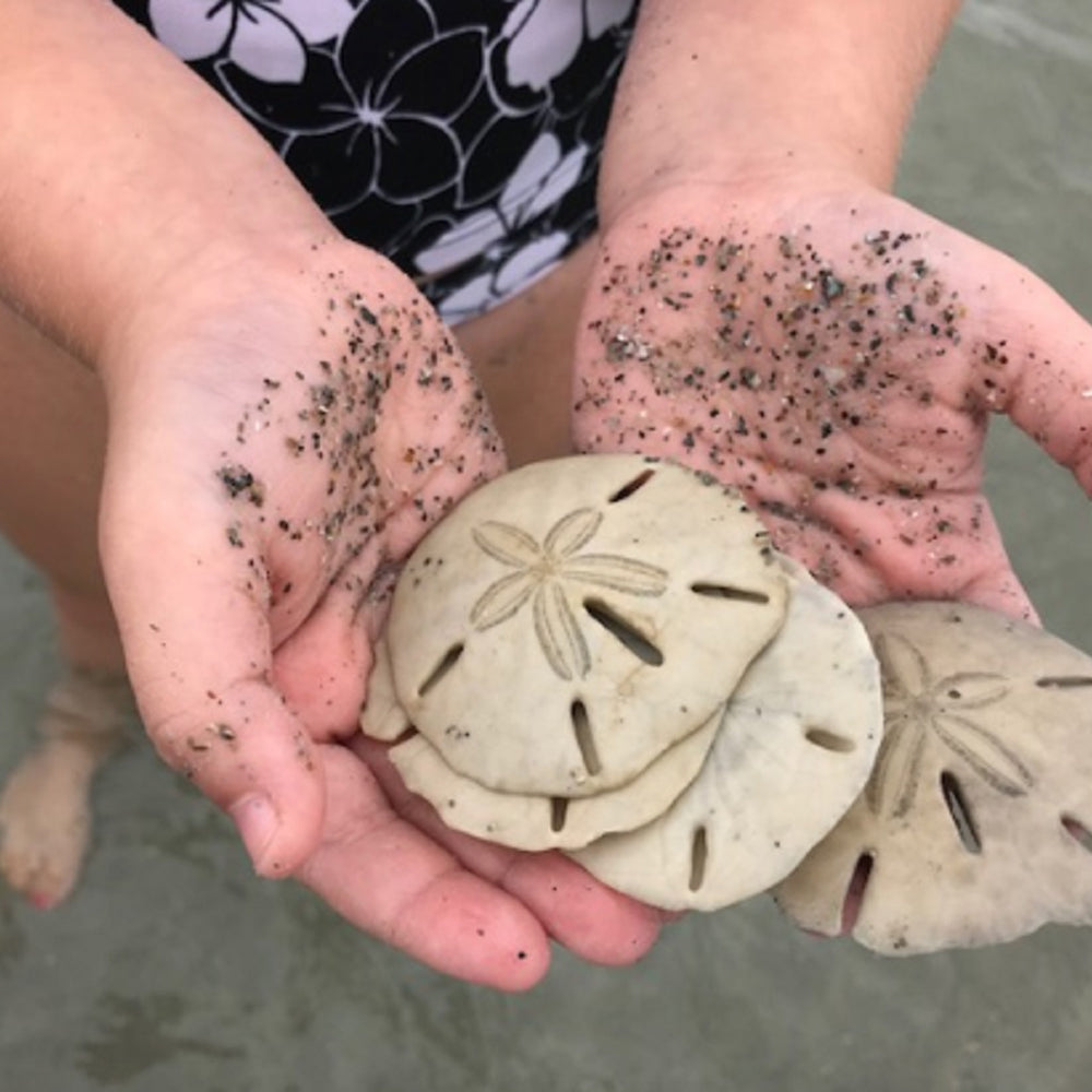 Sand Dollars & Manifestation Blog