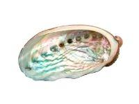 the healing power of abalone