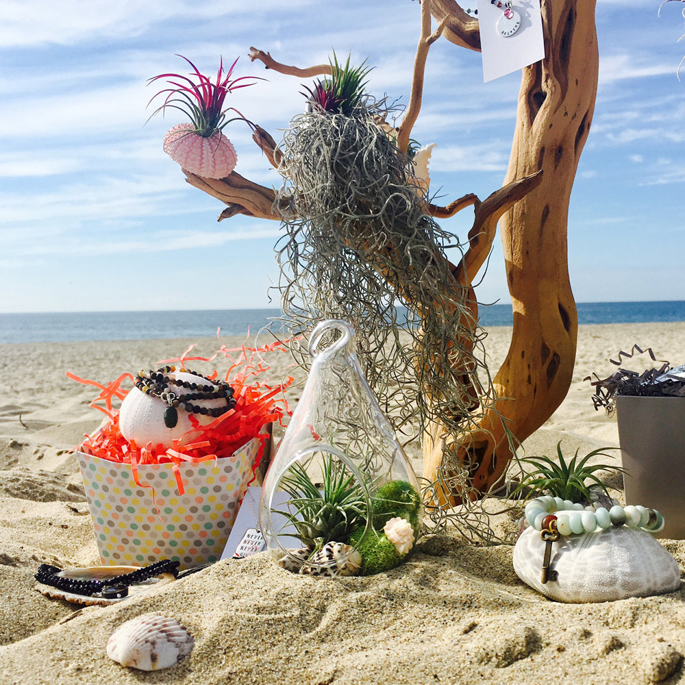 Succulent Jewelry Box: Tillandsias, Sea Shells, Inspirational Jewelry