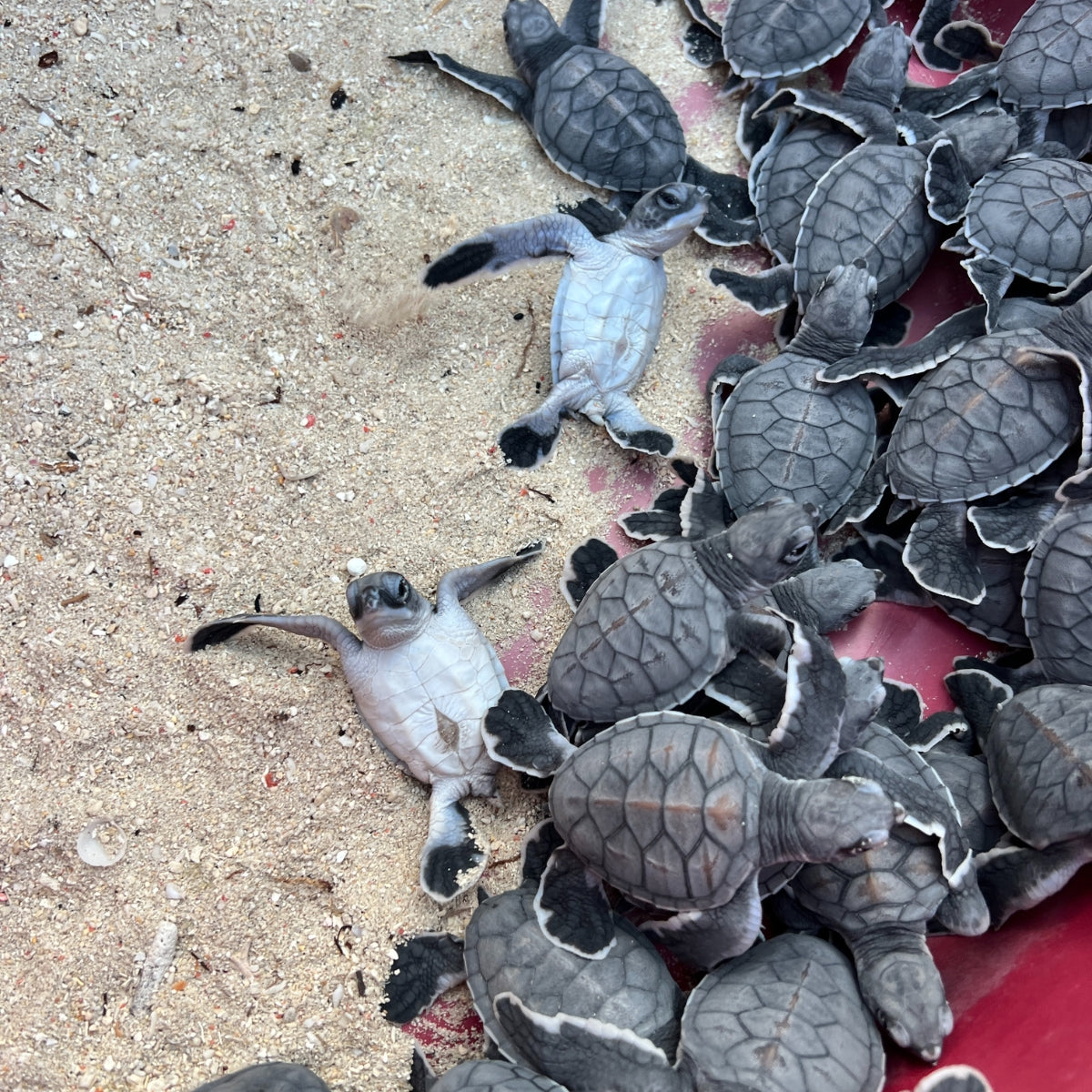 Sea turtle on sale donation bracelet